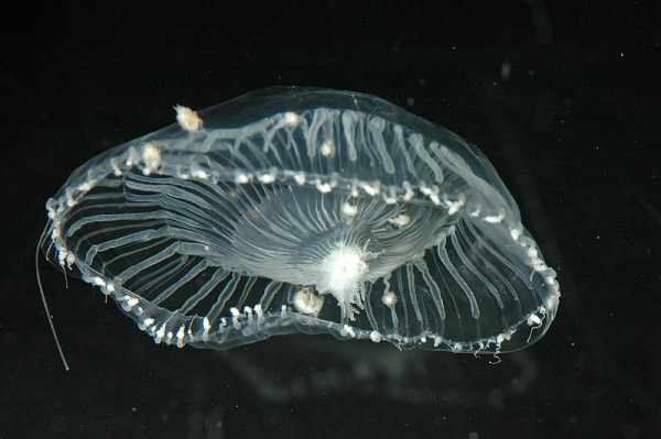 Crystal jelly fish