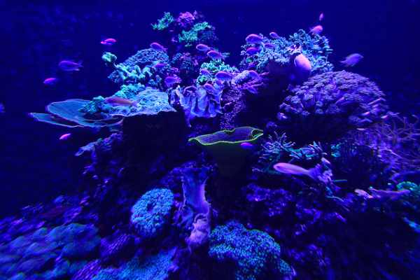 Glowing Coral