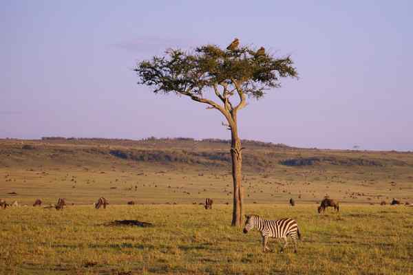zebra
