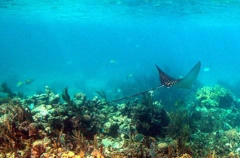 Belize