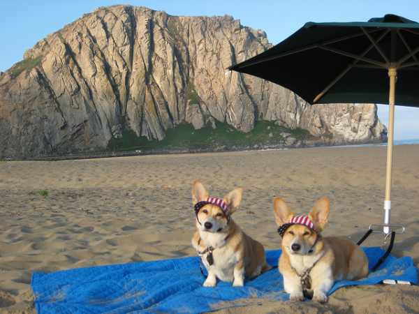 Post image for Photo Essay: Dogs on Vacation