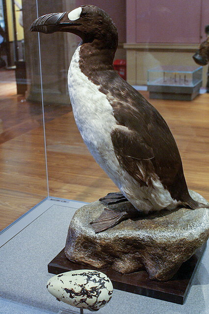 Great Auk specimen at Kelvingrove Museum Glasgow