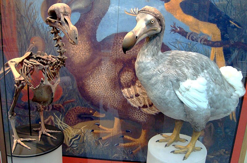Oxford Dodo display museum specimen