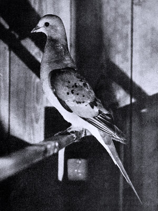 Passenger pigeon illustration 1913