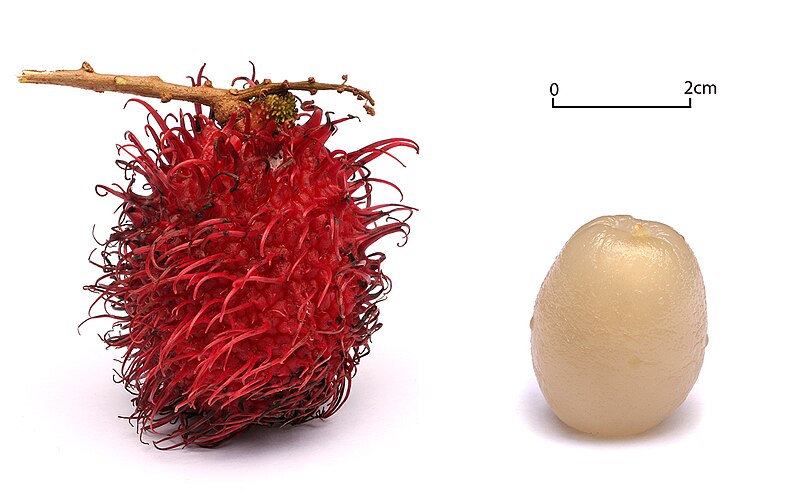 Rambutan fruit with red spikes