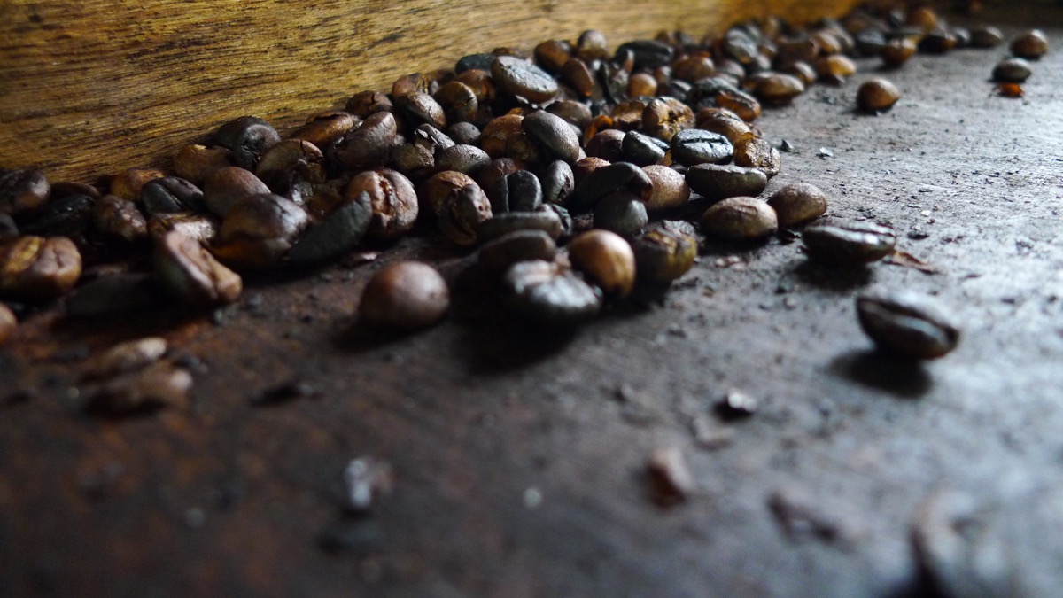 Kopi Luwak coffee beans