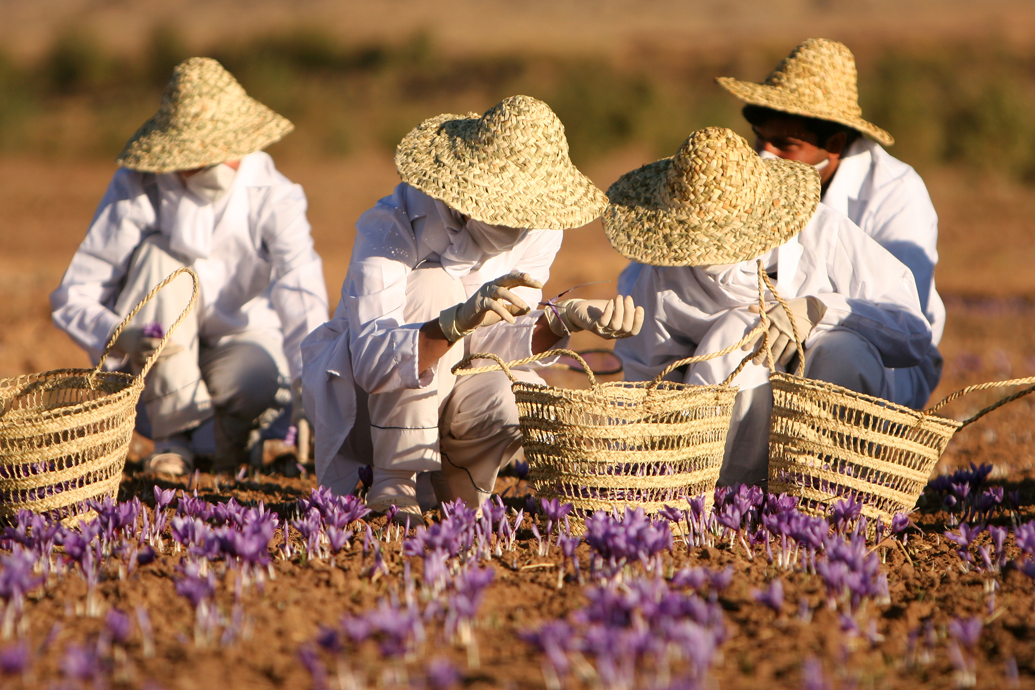 Saffron farm harvest