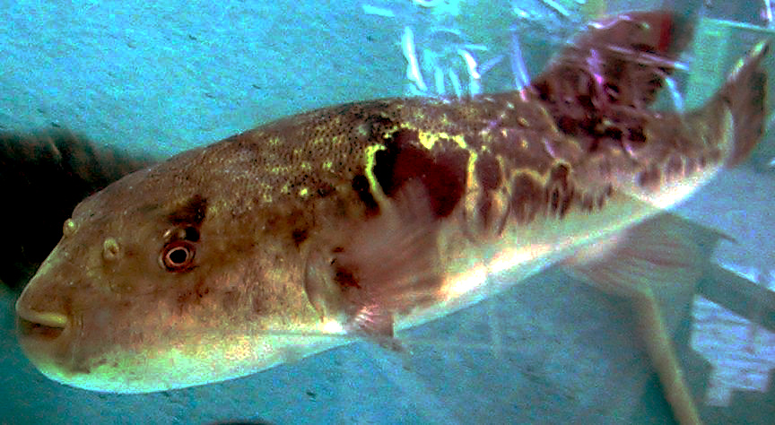 Fugu puffer fish in tank Japan