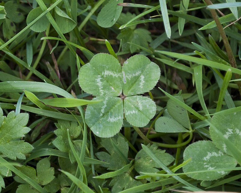 Four-leaf clover in grass