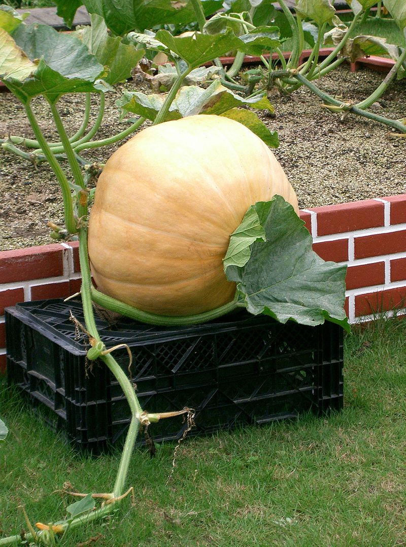 Giant Atlantic pumpkin competition